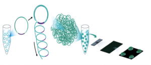 bgiseq human whole genome sequencing
